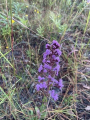 Carphephorus odoratissimus