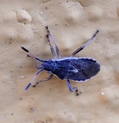 Maccevethus corsicus