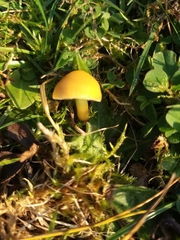 Gliophorus psittacinus