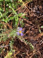 Ionactis linariifolia