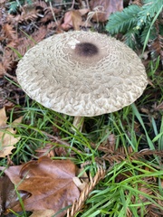 Chlorophyllum