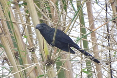 Crotophaga ani