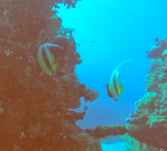 Heniochus intermedius