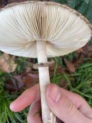 Chlorophyllum