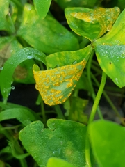 Puccinia oxalidis