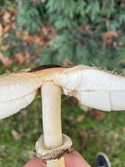 Chlorophyllum