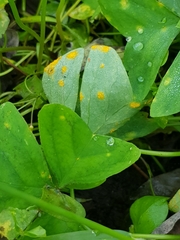 Puccinia oxalidis