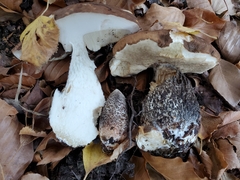 Leccinum scabrum melaneum