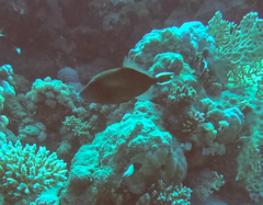 Sufflamen albicaudatum