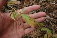 Centaurea phrygia pseudophrygia