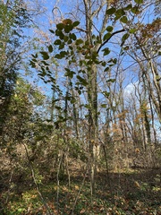 Viburnum setigerum