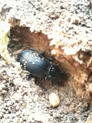 Pterostichus niger