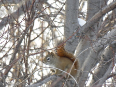 Tamiasciurus hudsonicus preblei