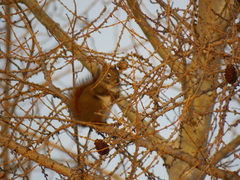 Tamiasciurus hudsonicus preblei