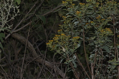Zaluzania