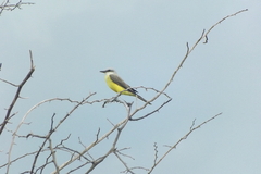 Tyrannus albogularis