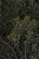 Zaluzania