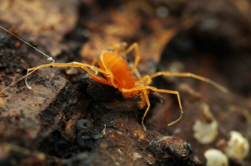 Scotolemon doriae