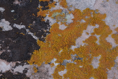 Candelariella rosulans