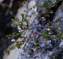 Erica tenuis