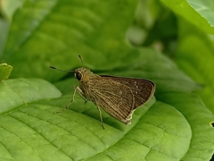 Borbo cinnara