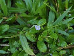Bonnaya ruelloides