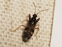 Pseudopamera nitidula