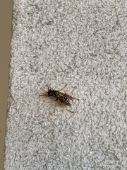 Polistes dominula