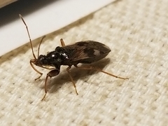 Pseudopamera nitidula