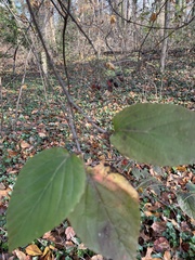 Viburnum setigerum