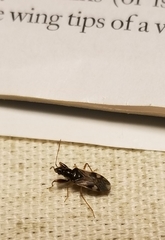 Pseudopamera nitidula