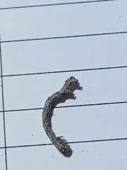 Odontopera bidentata