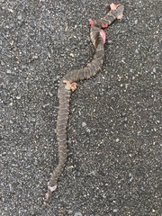 Nerodia sipedon williamengelsi