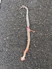 Nerodia sipedon williamengelsi