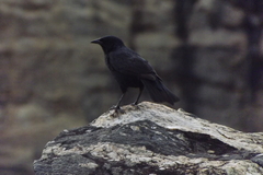 Gnorimopsar chopi