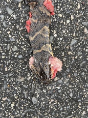 Nerodia sipedon williamengelsi