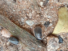 Blaberidae