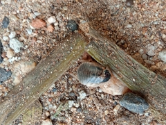 Blaberidae