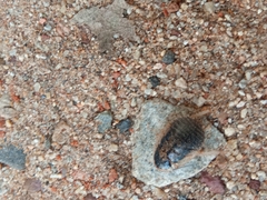 Blaberidae