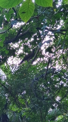 Ortalis poliocephala