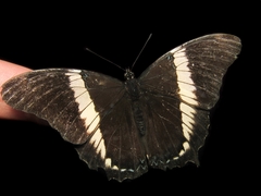 Siproeta epaphus trayja