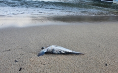 Tylosurus crocodilus fodiator