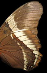 Siproeta epaphus trayja