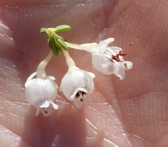 Erica tragulifera