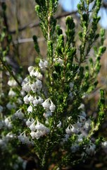 Erica tragulifera