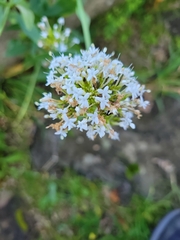 Valeriana sitchensis
