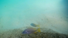 Lutjanus argentiventris