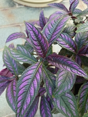 Strobilanthes auriculata dyeriana