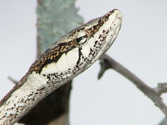 Thelotornis capensis