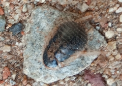 Blaberidae